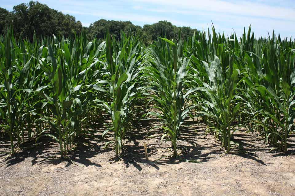Profitable Corn with Unprofitable Prices Cover the Basics: Plant corn in good yielding fields Plant early Good genetics Good ph, N, P, K Weed Control