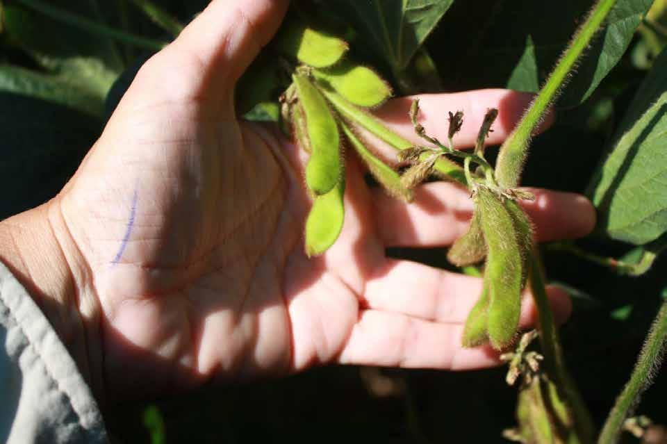 Profitable Soybeans with Unprofitable Prices Cover the Basics: Full season beans Fung/Insect seed treatment on early beans Good genetics Adequate ph, P, K Weed Control (suitable generics)