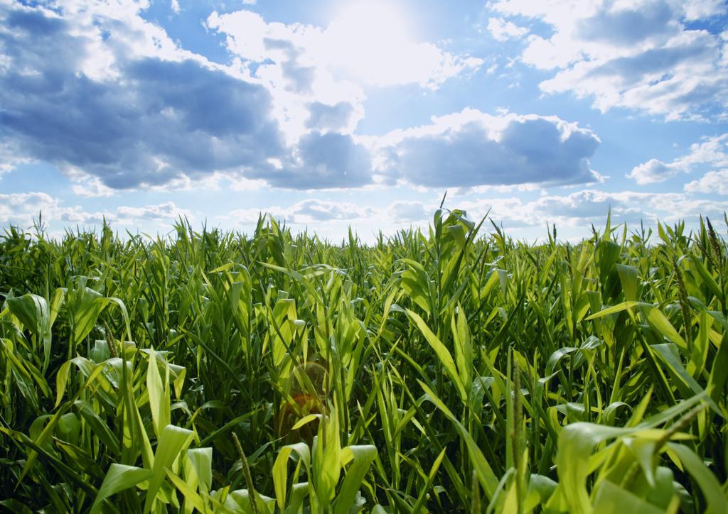 Corn and Ethanol: Green, Getting Greener