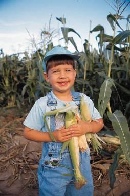 Corn s Water Needs Approximately 20-25 inches of water are necessary to produce an acre of average-yielding corn This