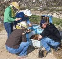 We discussed the pesticide exposure that precipitated the 70% losses. After this discussion we toured bee hives in almond pollination contracts; the good the bad and the ugly.