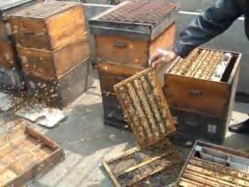 Intensive beekeeping Inspections, manipulations and transportation raise stress