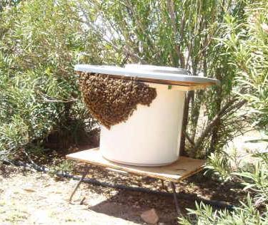 Bait Hives
