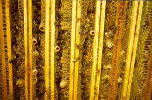 Swarm management Inspect colony weekly Queen cells will be on the