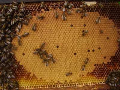 Queen checks Solid brood