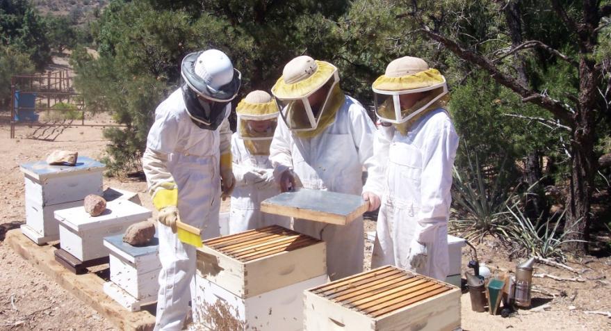 Removing honey To remove bees from super: Remove lid and shake or brush bees from frames and place in empty super Place outer board in