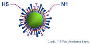GelVac Nasal powder H5N1 (bird flu) influenza vaccine (Nanotherapeutics Inc) Phase I study