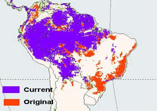 Forest Areas in Brazil Brazilian