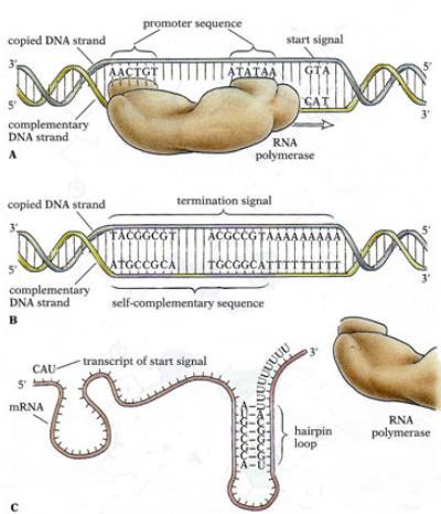 Termination The RNA transcript is released and the polymerase detaches from