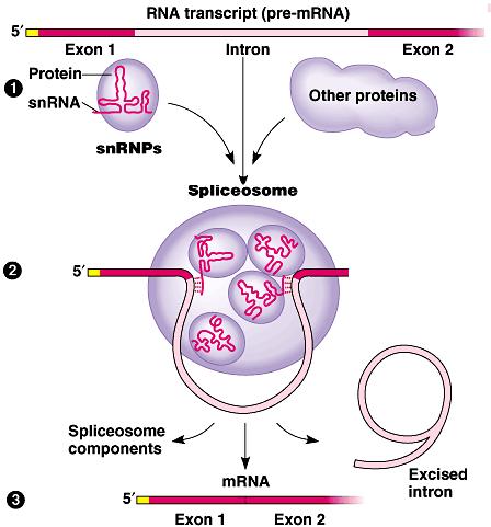 Removing Introns A spliceosome removes the introns.