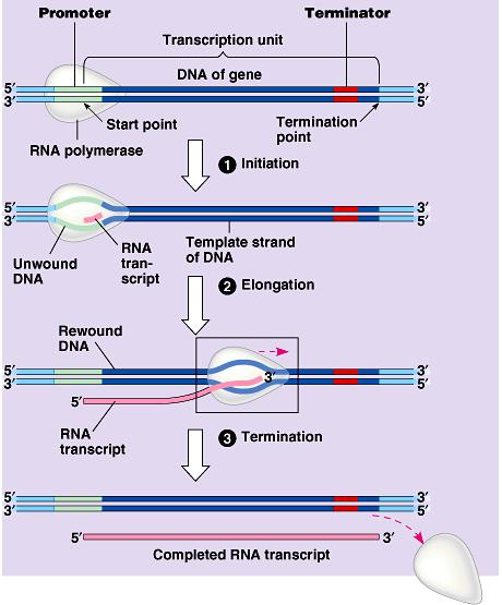 Transcription Overview Transcription- DNA to mrna