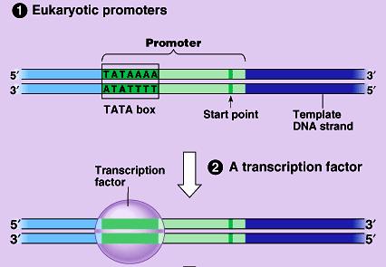 Specific sequences in the DNA mark where transcription of a gene begins and ends Promoter region Where RNA poly.