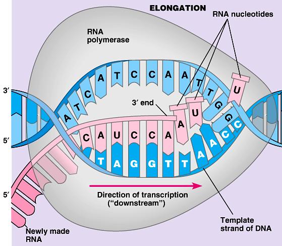 Elongation Elongation- RNA