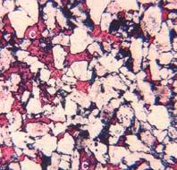 (red) 1 m 1 mm 1 cm CaCO 3 (Calcite)