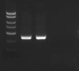 E. Listeria monocytogenes PCR Assay Results Interpretation 1. For the analysis of the PCR data, the entire 15-20 µl PCR Reaction should be loaded on a 1X TAE 1.
