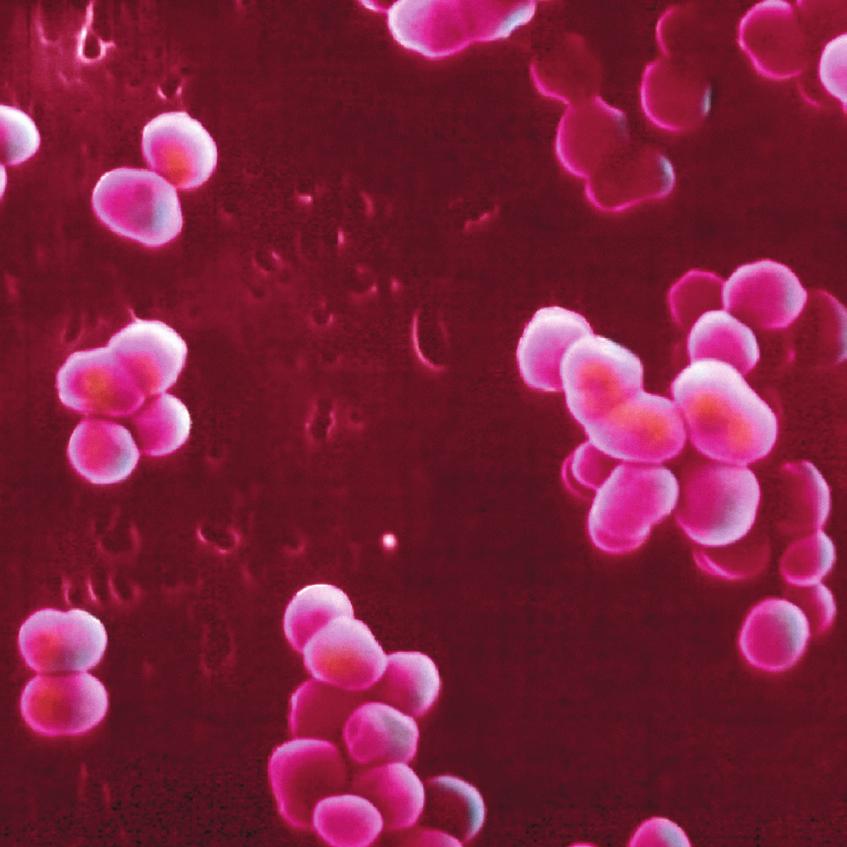 Tests for Micrococcus This genus of bacteria contains aerobic, usually immotile cocci (round bacteria) that occur in pairs or tetrads, have catalase enzyme, and are Gram variable or Gram positive.