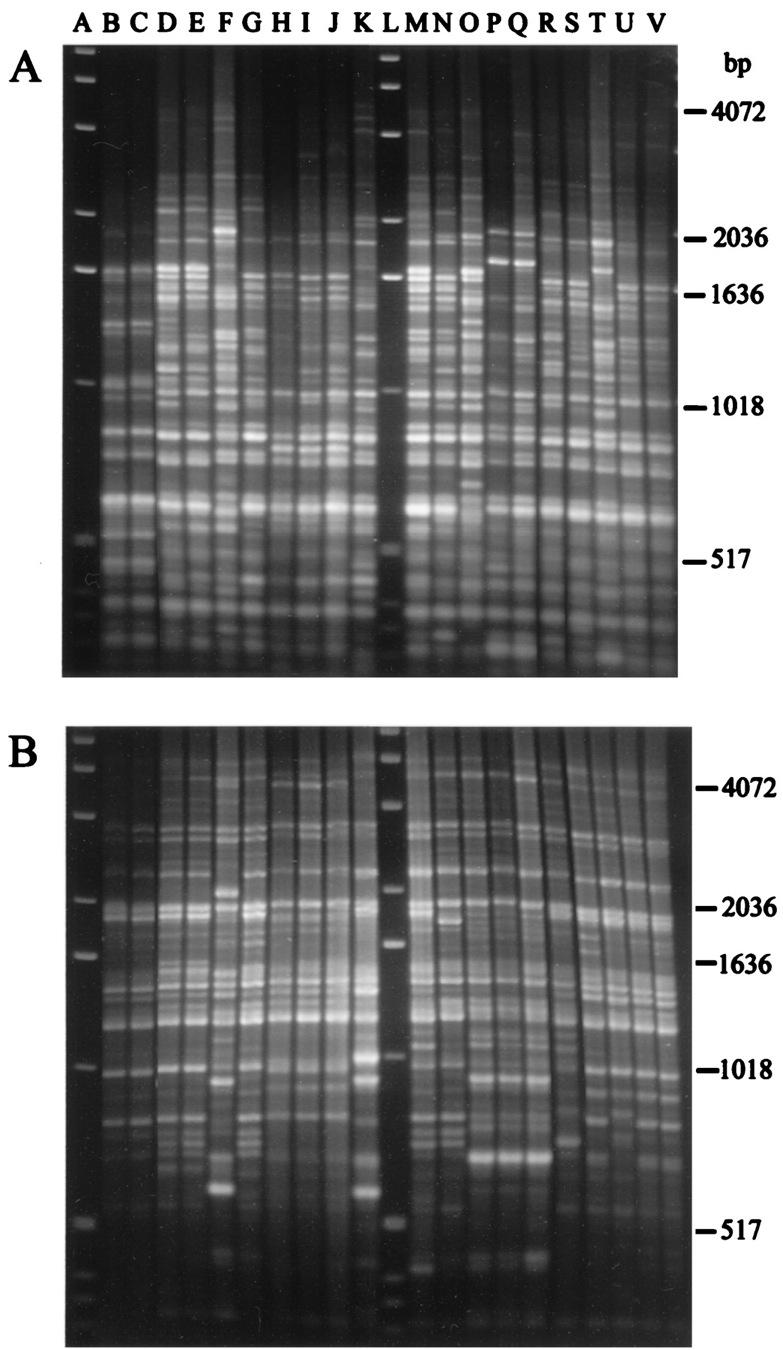 REP-PCR PCR method using primers that target the repetitive extragenic element.