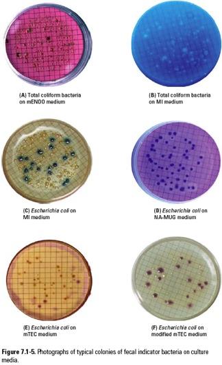 Use mtec Agar to select