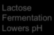 Lactose Fermentation Lowers ph ph