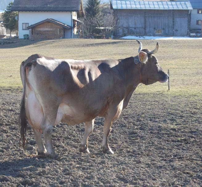 The two brown cattle breeds in Switzerland Swiss brown cattle (BV = OB x Brown Swiss) dairy Swiss Original Brown