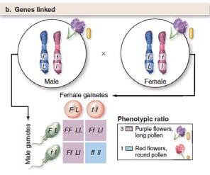 Genes on the Same Chromosome Are Linked When genes are linked, inheriting one allele