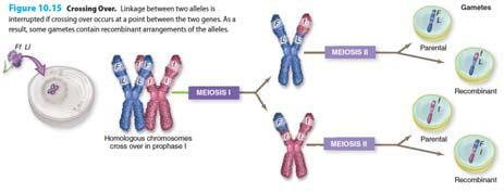 14 Genes on the Same Chromosome Are Linked However, because of crossing over, linked