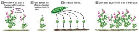 control plant breeding experiments. Section 10.2 Figure 10.