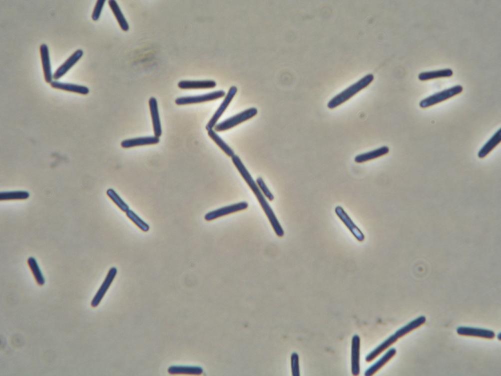 Production strains Clostridium acetobutylicum, C.beijerinckii, C.