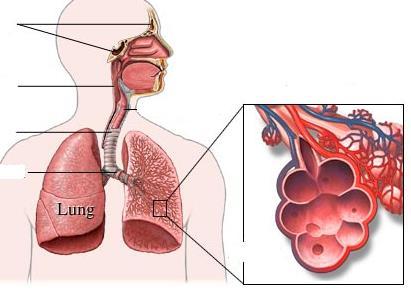 Human Body Systems/Dissection 46. Below is a picture of the respiratory system. Label each of the structures identified. A. C. B. D. 47. What is the name of the functional unit of the kidney? 48.