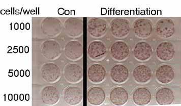 Osteogenic Differentiation Kit: Mesenchymal stem cells (MSC) are a self-renewing population of multipotent cells present in bone marrow and many other adult tissues that can differentiate into