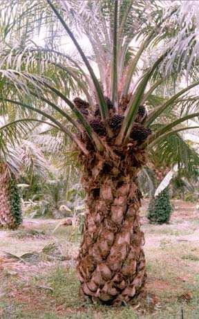Oil Palm (Malaysia( Malaysia, Indonesia) 27 millions of tons a year, 23% of the World s