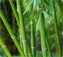Innovations for bamboo fibre cellulose processing cellulose modification (acylation) xylan