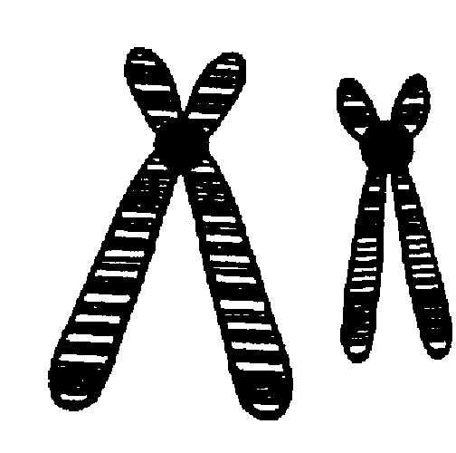 chromosomes?.. segregation. replication.