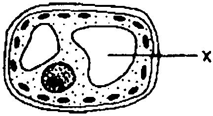 25. In the diagram of a cell shown, the structure labeled X enables the cell to 29. The diagram shown represents some events that take place in a plant cell.