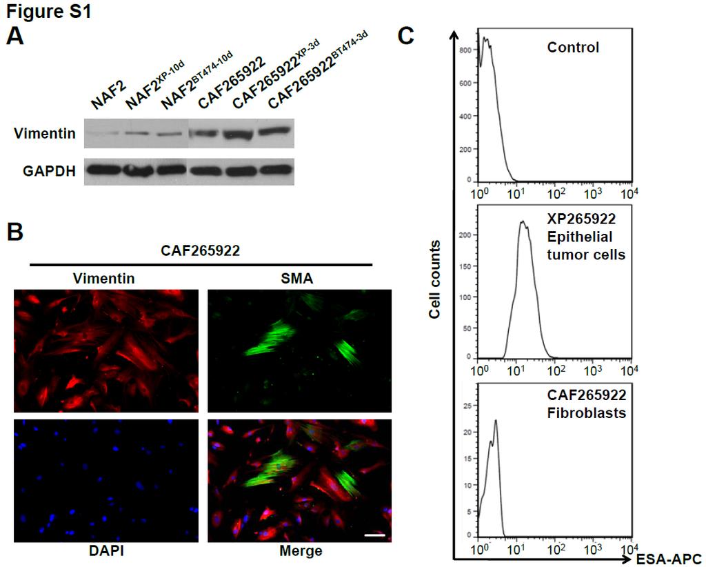 Supplemental Figures Figure S1. Marker expression in primary fibroblasts and BC cells.