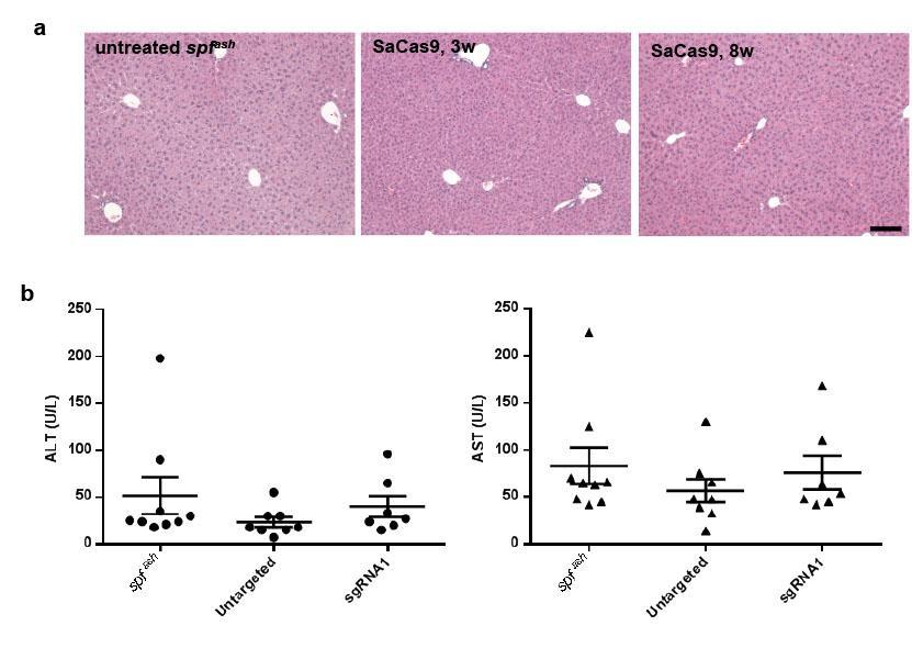 Supplementary Figure 4 Examination of liver toxicity in animals treated with AAV8.CRISPR-SaCas9 dual vectors.
