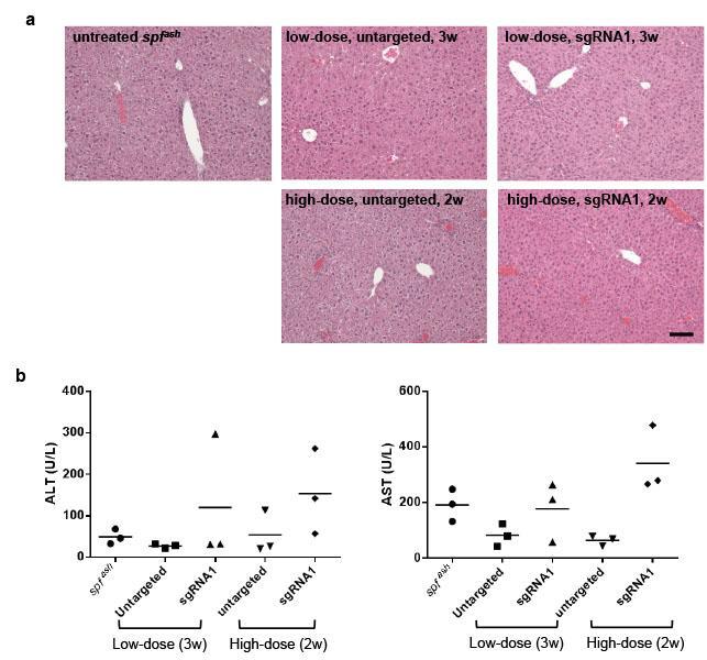 Supplementary Figure 5 Examination of liver toxicity in adult animals treated with AAV8.CRISPR-SaCas9 dual vectors.