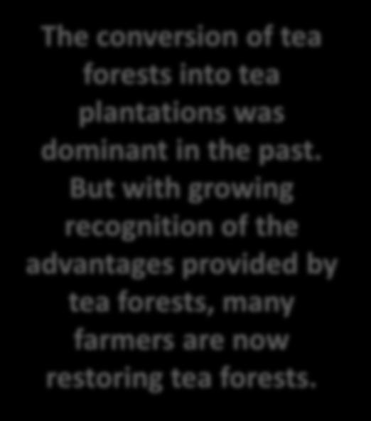 pests, drought, soil erosion The conversion of tea forests into tea