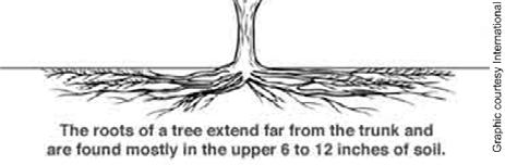 crown 95% of roots are in the top 6 12 of