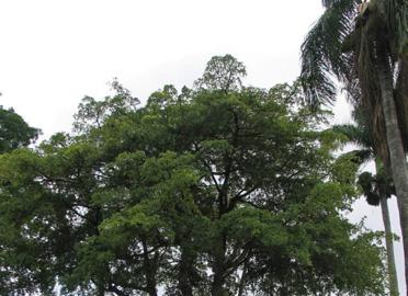Honolulu s Exceptional Trees website: http://www1.honolulu.gov/parks/exceptionaltrees.