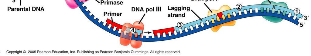 nucleotides and DNA ligase