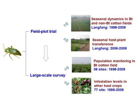 Part one, why did the infestation levels of mirid bugs greatly increase in China? We conducted several trials from 1998.