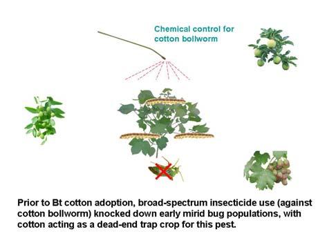 In middle June, cotton is the only agricultural crop entering into flowering stage in northern China. So the mirid bugs largely move into cotton fields from early-season host plants.