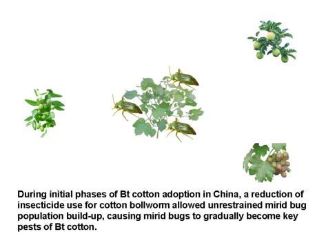 During initial phases of Bt cotton adoption in China, a reduction of insecticide