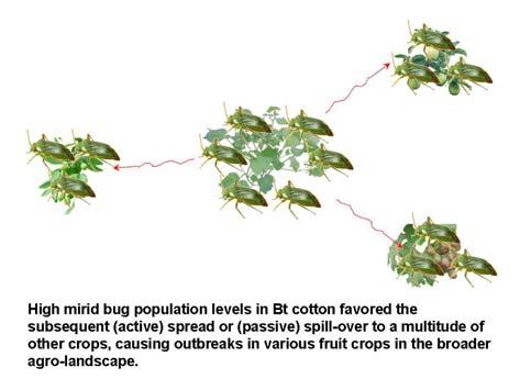 causing mirid bugs to gradually become key pests of Bt cotton.
