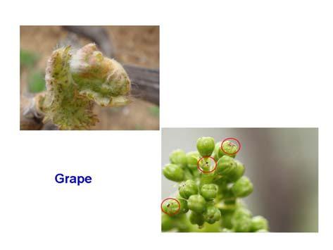 They damage on grape.