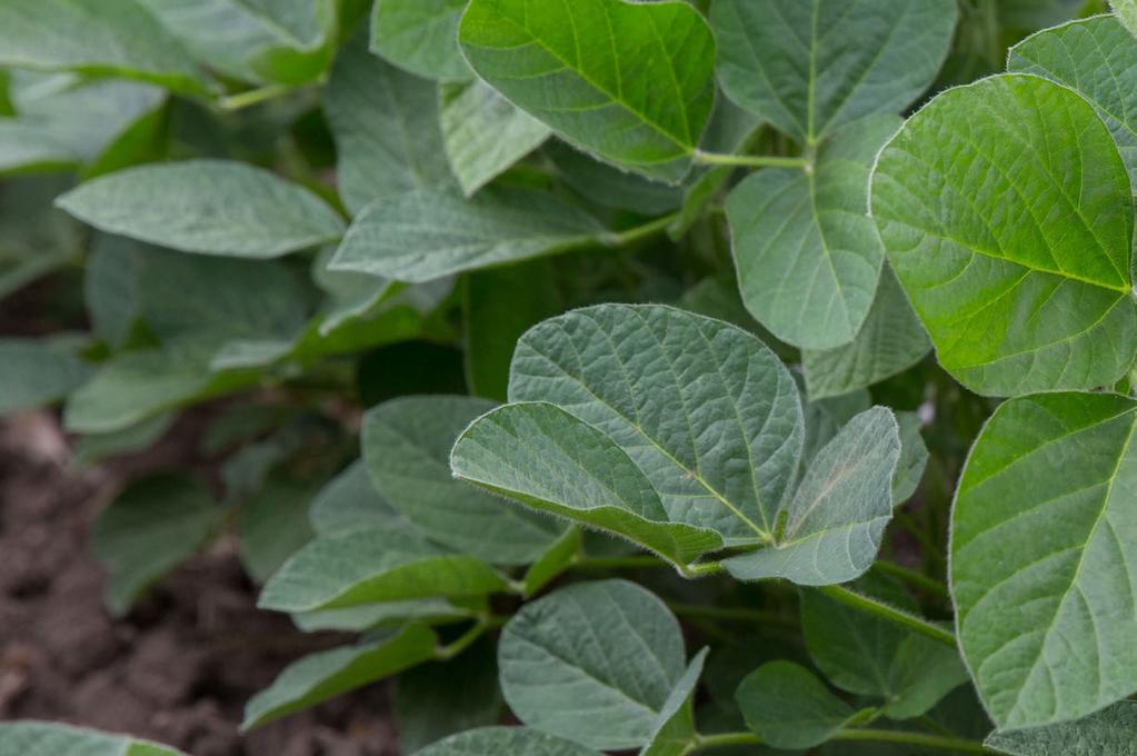 ROUNDUP READY 2 XTEND soybeans are the industry s first biotech-stacked soybean trait with both dicamba and glyphosate herbicide tolerance.