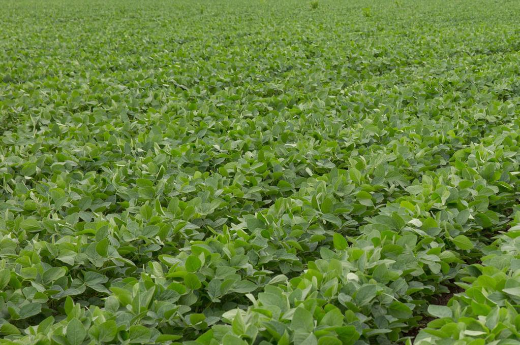GENUITY ROUNDUP READY 2 YIELD SOYBEAN VARIETIES Genuity Roundup Ready 2 Yield soybeans yield an average 4.5 Bu/A advantage over original Roundup Ready soybeans.