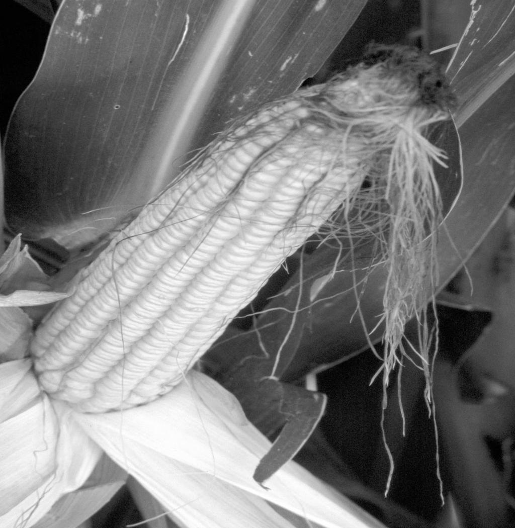 2005 CROP PRODUCTION EXAM Purdue Invitational Crops Contest Instructions: READ EACH MULTIPLE-CHOICE STATEMENT CAREFULLY AND THEN MARK THE ANSWER ON THE