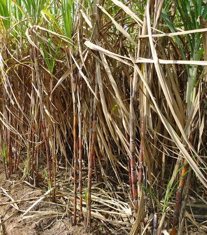 per) can increase the sugarcane yield (from 50-60 t/ha to